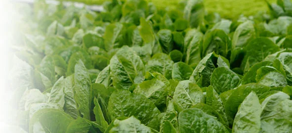 Fresh cut salad greens